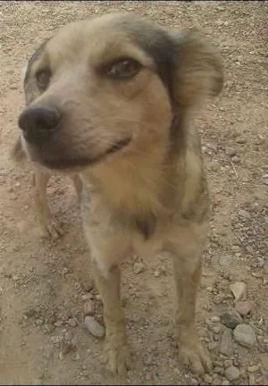 Cachorro raça vira-lata idade 1 ano nome Teka