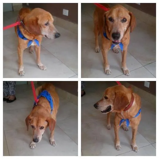 Cachorro ra a não sei idade 6 ou mais anos nome Rico