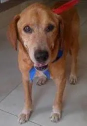 Cachorro raça não sei idade 6 ou mais anos nome Rico