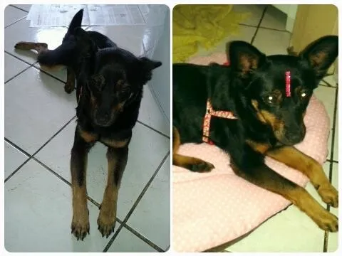 Cachorro ra a SRD idade 6 ou mais anos nome Vitória 