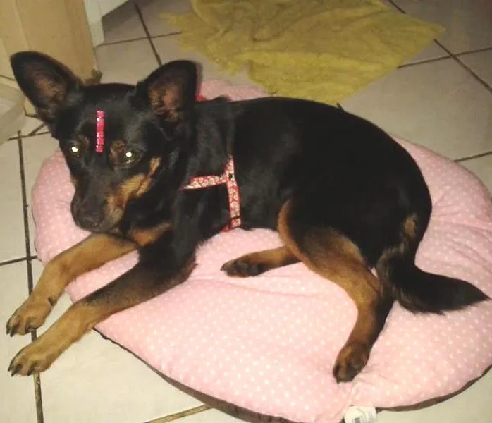 Cachorro ra a SRD idade 6 ou mais anos nome Vitória 