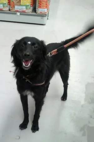 Cachorro raça SRD idade 1 ano nome Violeta
