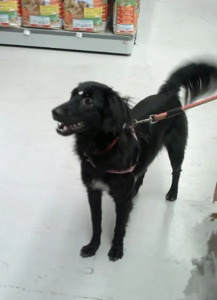 Cachorro ra a SRD idade 1 ano nome Violeta
