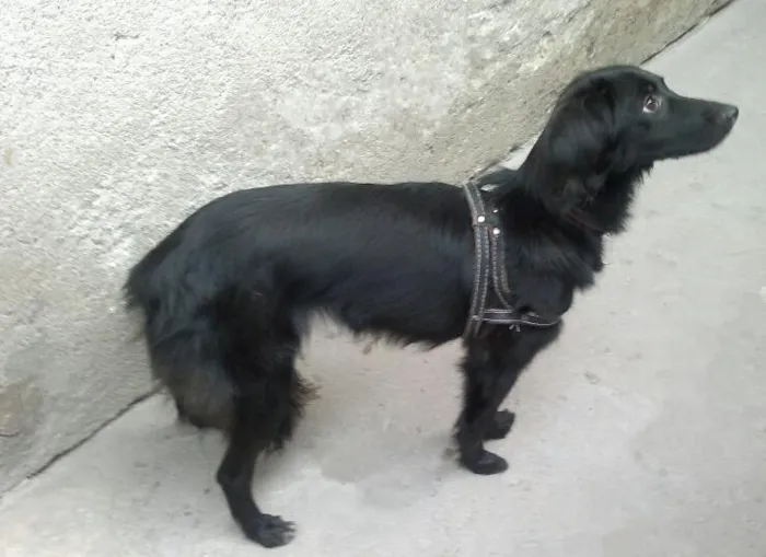 Cachorro ra a SRD idade 1 ano nome Violeta