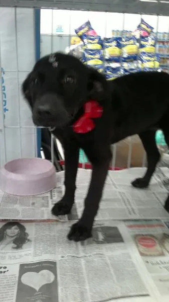 Cachorro ra a SRD idade 2 a 6 meses nome Engel