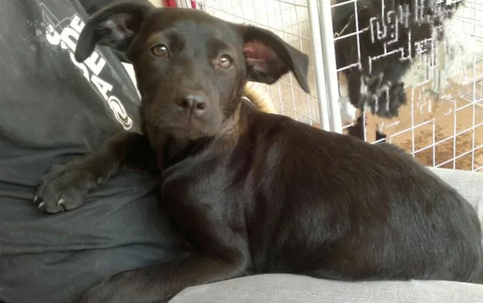 Cachorro ra a SRD idade 2 a 6 meses nome Engel