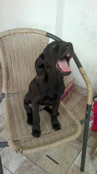Cachorro ra a SRD idade 2 a 6 meses nome Engel