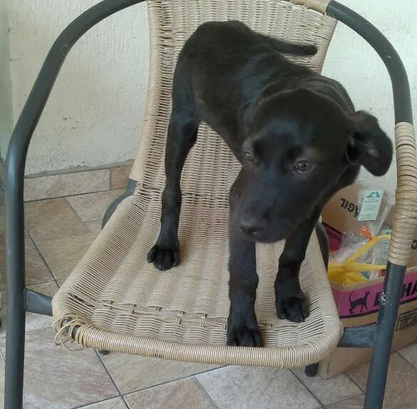 Cachorro ra a SRD idade 2 a 6 meses nome Engel