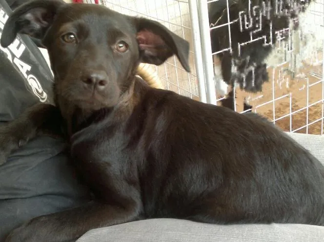 Cachorro ra a SRD idade 2 a 6 meses nome Engel