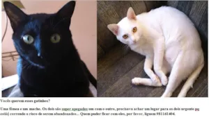 Gato raça Vira lata idade 2 anos nome Lorenzo e Naomi