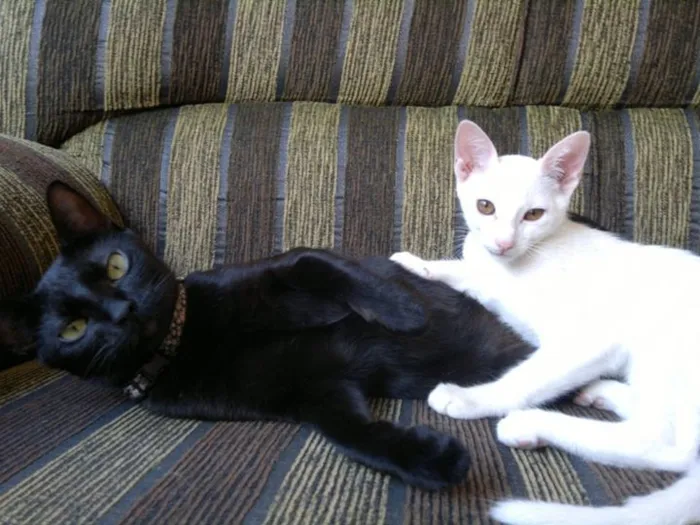 Gato ra a Vira lata idade 2 anos nome Lorenzo e Naomi