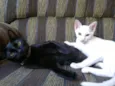 Lorenzo e Naomi