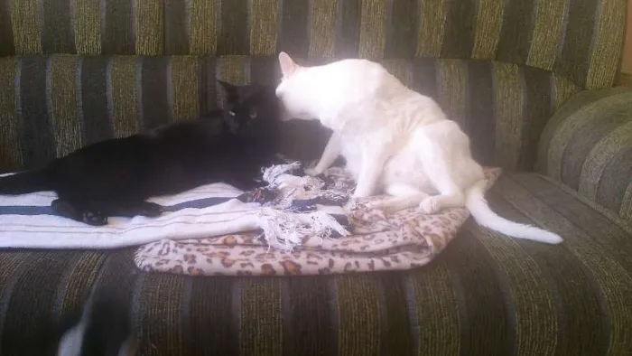 Gato ra a Vira lata idade 2 anos nome Lorenzo e Naomi