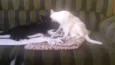 Lorenzo e Naomi
