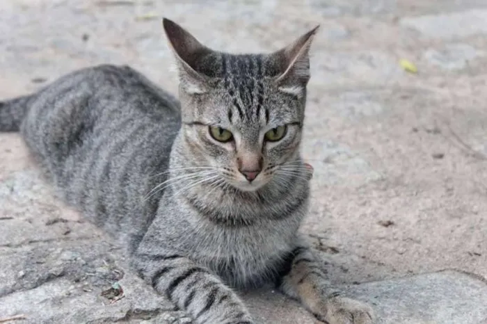 Gato ra a SRD idade 1 ano nome Ziggy