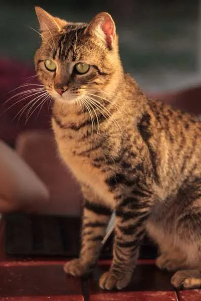 Gato ra a SRD idade 2 anos nome Leão