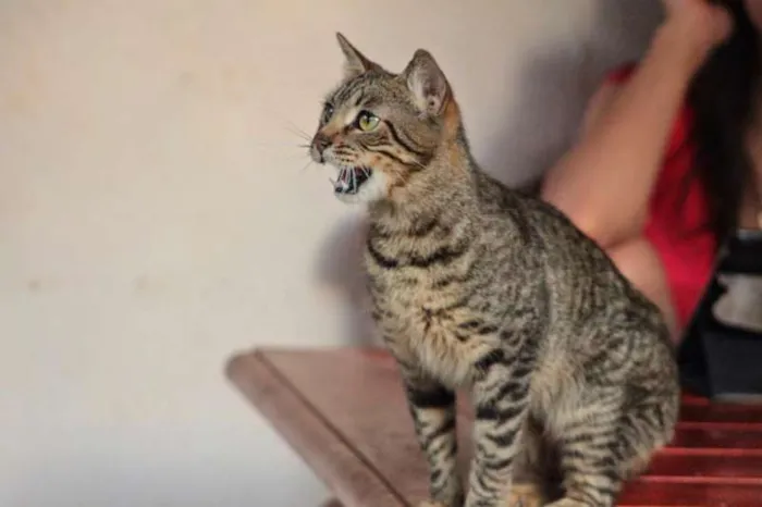 Gato ra a SRD idade 2 anos nome Leão