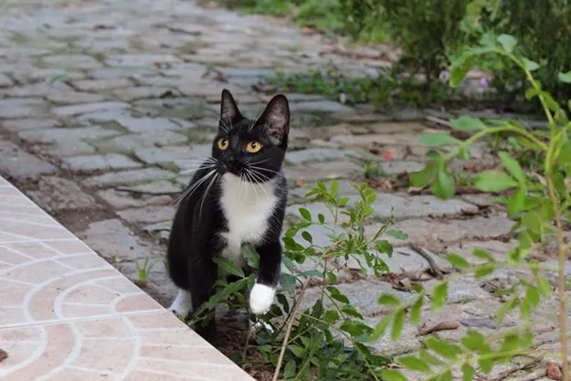 Gato ra a SRD idade 7 a 11 meses nome Dorothy