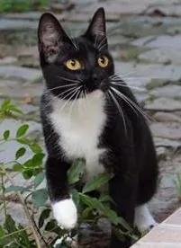 Gato raça SRD idade 7 a 11 meses nome Dorothy
