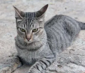 Gato raça SRD idade 1 ano nome Ziggy