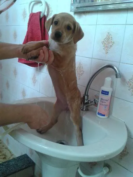 Cachorro ra a SRD idade Abaixo de 2 meses nome Flor