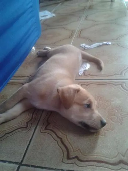 Cachorro ra a SRD idade Abaixo de 2 meses nome Flor