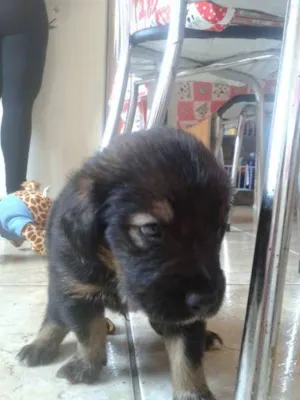 Cachorro raça vira lata idade Abaixo de 2 meses nome sem nome