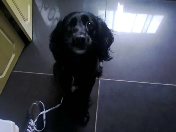 Cachorro ra a Cocker spaniel idade  nome Sandy