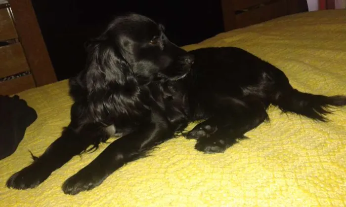 Cachorro ra a Cocker spaniel idade  nome Sandy