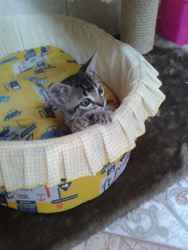 Gato ra a SRD idade Abaixo de 2 meses nome Romeu