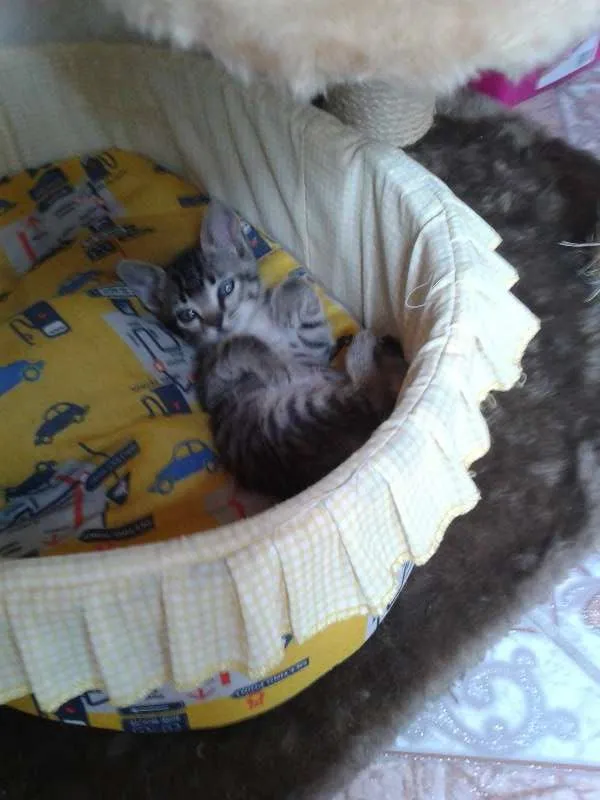 Gato ra a SRD idade Abaixo de 2 meses nome Romeu