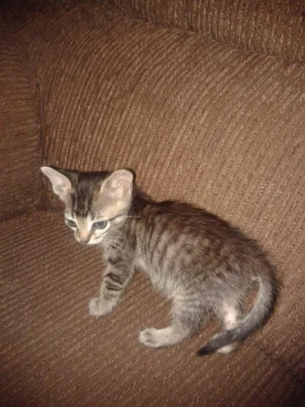 Gato ra a SRD idade Abaixo de 2 meses nome Romeu