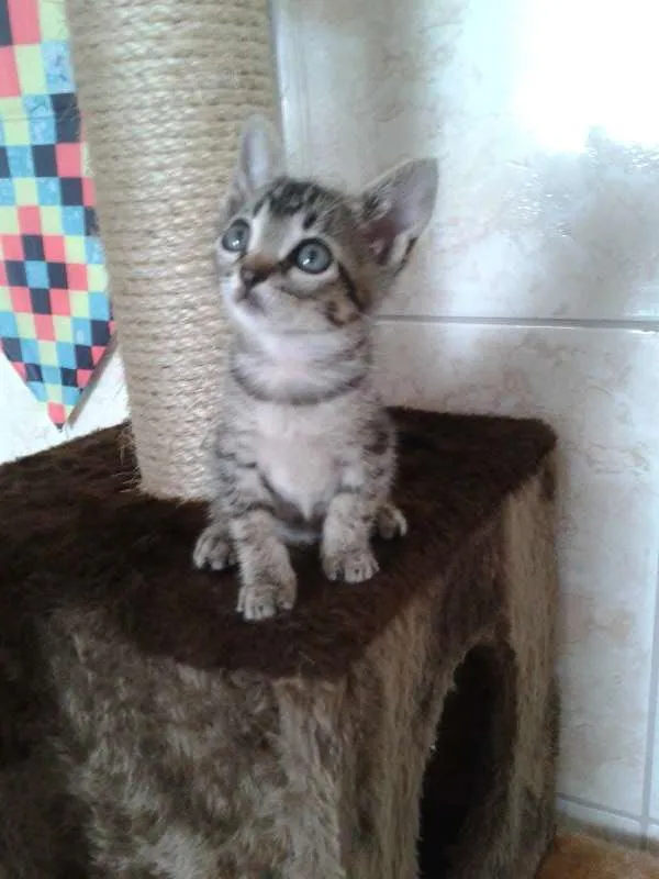 Gato ra a SRD idade Abaixo de 2 meses nome Romeu