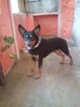 Bobi
