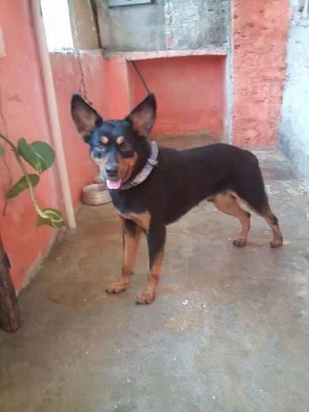 Cachorro ra a indefinida idade 1 ano nome Bobi