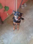 Bobi