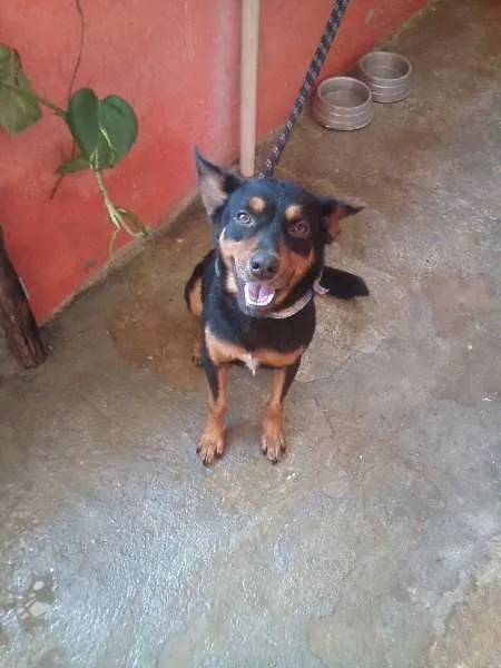 Cachorro ra a indefinida idade 1 ano nome Bobi