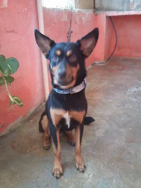 Cachorro ra a indefinida idade 1 ano nome Bobi