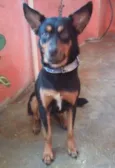 Bobi