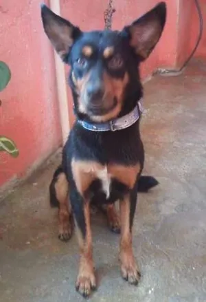 Cachorro raça indefinida idade 1 ano nome Bobi