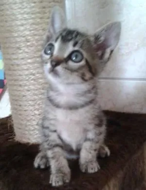 Gato raça SRD idade Abaixo de 2 meses nome Romeu