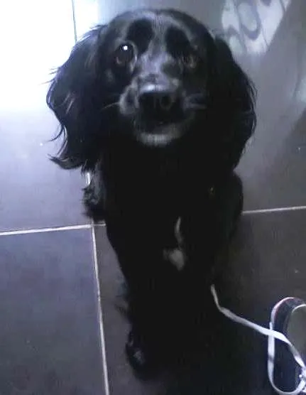 Cachorro ra a Cocker spaniel idade  nome Sandy