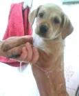 Flor