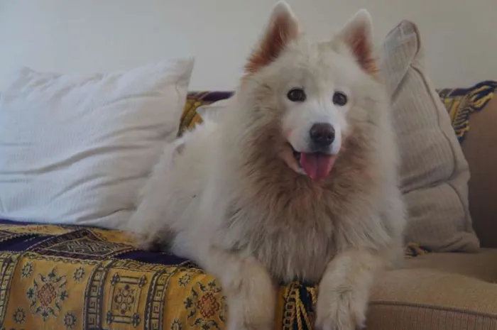 Cachorro ra a Samoieda idade 6 ou mais anos nome Bruma