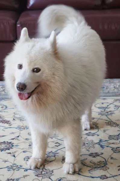 Cachorro ra a Samoieda idade 6 ou mais anos nome Bruma