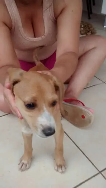 Cachorro ra a SRD idade 2 a 6 meses nome Sem nome