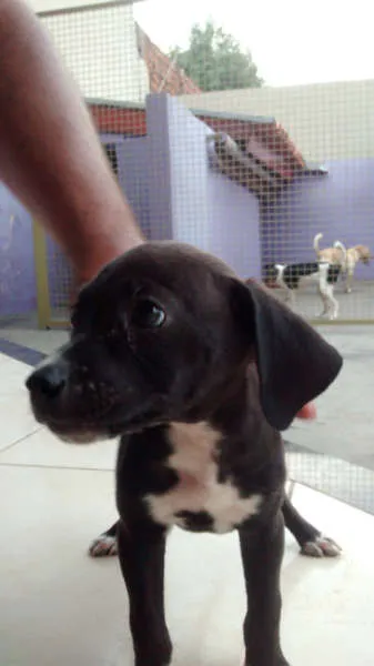 Cachorro ra a SRD idade Abaixo de 2 meses nome Sem nome