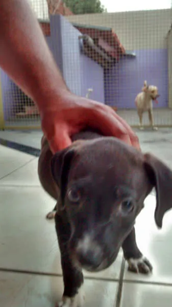 Cachorro ra a SRD idade Abaixo de 2 meses nome Sem nome