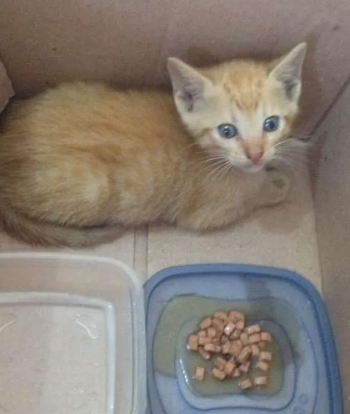 Gato raça indefinida idade 2 a 6 meses nome Fisk