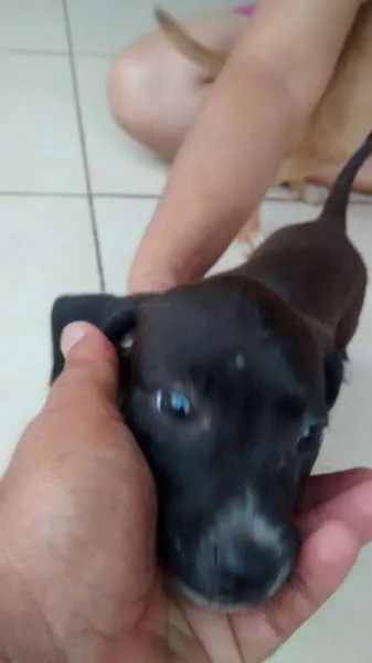 Cachorro ra a SRD idade Abaixo de 2 meses nome Sem nome